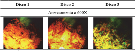 Im&aacute;genes tomadas en el microscopio.