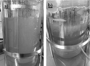 Images of the submerged culture of Ganoderma l. a) submerged culture on day 4 of fermentation and b) submerged culture on day 12 of fermentation.