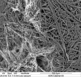 Fibras de celulosa obtenidas mediante pulpeo Organosolv y a partir de fibras de madera en deterioro.