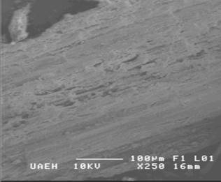 Fibras celulósicas del precursor A. salmiana