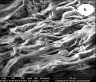 Fibras de celulosa obtenidas mediante pulpeo a la sosa a partir de la lenteja de agua (Lemna sp.).