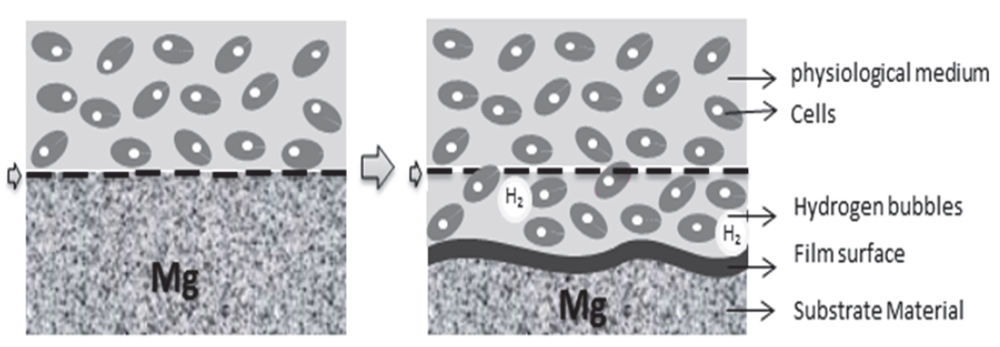 Degradation of magnesium in a biological environment.