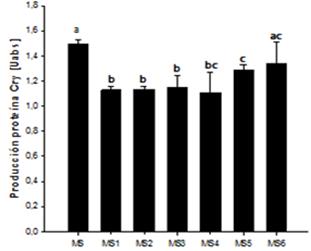 Comparación de la expresión de la proteína recombinante Cry 1Ac en 6 medios de cultivo con distintas concentraciones y radios (NO3-: NH4+): MS (20.6:18.8), MS1 (0:39.4), MS2 (9.4:10.3), MS3 (9.8:29.5). MS4 (29.5:9.85), MS5 (37.6:41.2) y MS6 (39.4:0). Las medidas corresponden a la expresión de la proteína el día 20 de cultivo. Barras con letras distintas indican diferencias significativas entre las medias de los datos (p<0.05).