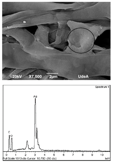 a) Micrografías por SEM de nanopartículas de plata sintetizados en la superficie del hongo anamorfo R1 de Bjerkandera sp; b). Espectro EDS para las AgNPs visualizadas por SEM.