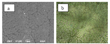 Imágenes de las películas de carragenina, sin presencia de AgNPs; a) SEM; b) Estereoscopio 40X.