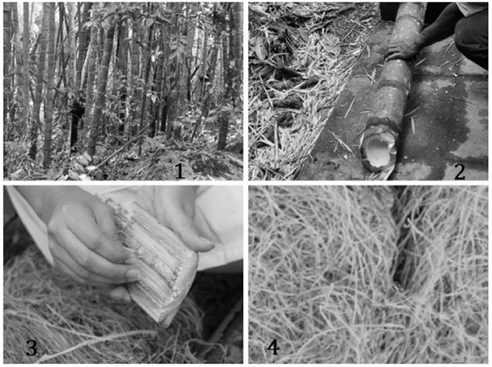 Extracci&oacute;n de la fibra de bamb&uacute;. 1) bamb&uacute; del jard&iacute;n bot&aacute;nico UTP, .2) Corte del bamb&uacute;, 3) Extracci&oacute;n manual de la fibra, 4) Fibra sin tratamiento qu&iacute;mico.