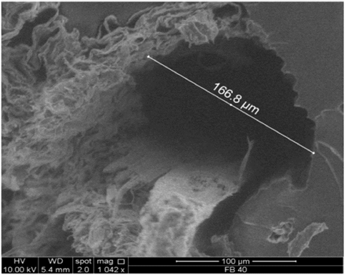 Microscop&iacute;a SEM en la superficie de falla de una probeta a flexi&oacute;n, indicando deslizamiento de fibras.
