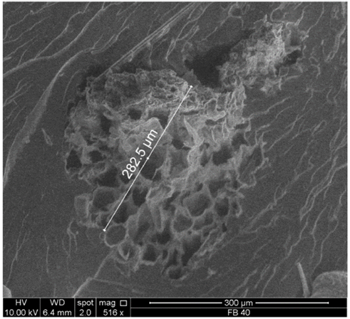 Microscop&iacute;a SEM, de la superficie de falla de una probeta a flexi&oacute;n, indicando la morfolog&iacute;a transversal de las fibras.