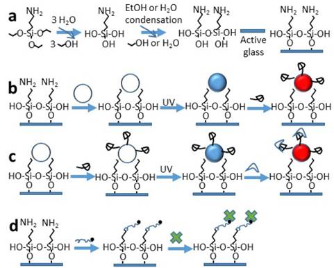Probe biomolecules functionalized SAM on glass surface for sensing purposes. a) Preparing a glass surface by chemisorption of SAMs, b) Immobilized liposome, then polymerization (PDA-liposome) for sensing enzyme binding, leading a transformation blue-to-red PDA, c) Covalent attachment of liposome modified with enzyme, then polymerization (Ty-PDA-liposome) for substrate-ligand recognition resulting in blue-to-red colorimetric change, and d) Immobilized Bt-PEG-functionalized glass for affinity recognition of fluorescent streptavidin.