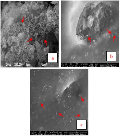 SEM micrographs of a) N-doped CNTs grown from Cobalt before dispersion, b) and c) N-doped CNTs [0.1mg/mL] dispersed in RPMI-1640, with an average size of less than 1μm, image magnified at 28000X and 24000X respectively.