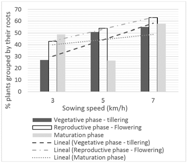 Percentage of grouping with respect to sowing speed and rice phase.