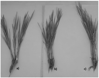 Plants grouped in the root. a-b) Three and two plants in competition; c) Plant with good development.