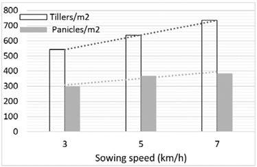 Tillers/m2 vs. Panicles/m2 for flowering rice.