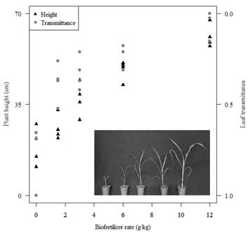 Leaf light transmission through sorghum leaves, using a LED diode peaking at 663 nm. The plants received increasing levels of a nitrogen biofertilizer. Light transmission values are presented on an inverted axes to ease the visualization of relationships between light transmission values through leaves and plant growth. The insert shows, from left to right, representative plants from each treatment with sequential increase in fertilizer application. 
