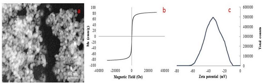Characterization of Glutathione@Fe3O4 NPs. a) TEM image, b) Room temperature magnetization and c) Zeta potential of Glutathione@MNPs.