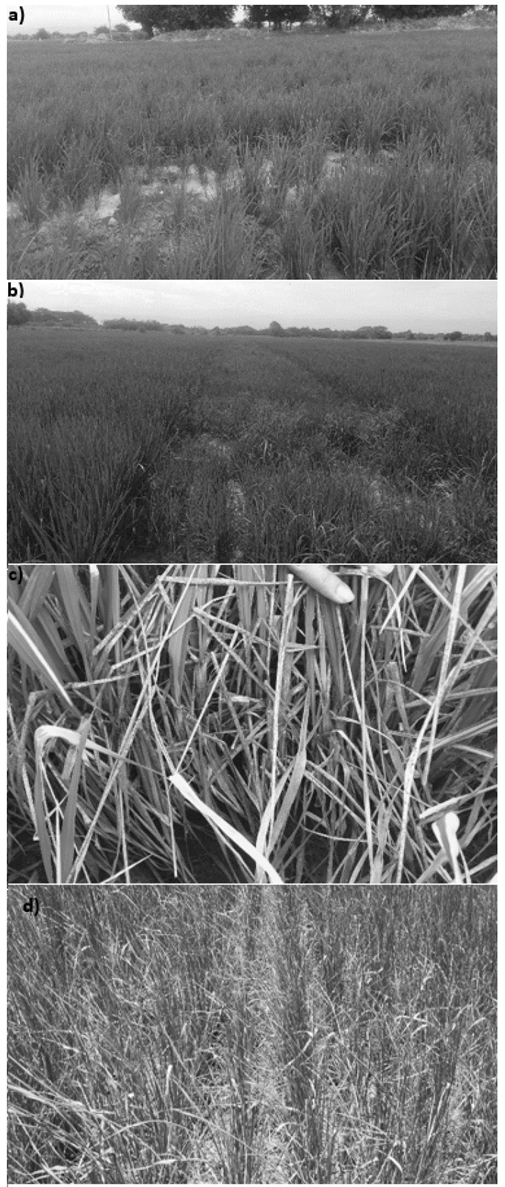 Monitoring in Field. Area 3 (a) and Area 5 (b) during the Stage of Rice Panicle Development (SRPD). Area 4 (c) and Area 6 (d) during the Milky Stage (MS).