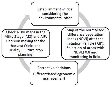 Methodology proposed to introduce the NDVI as a tool for decision making (Based on the Deming Cycle)