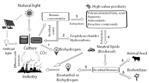 Proposed microalgae cultivation and utilization process including a number of products that could be obtained under the concept of biorefinery. 
