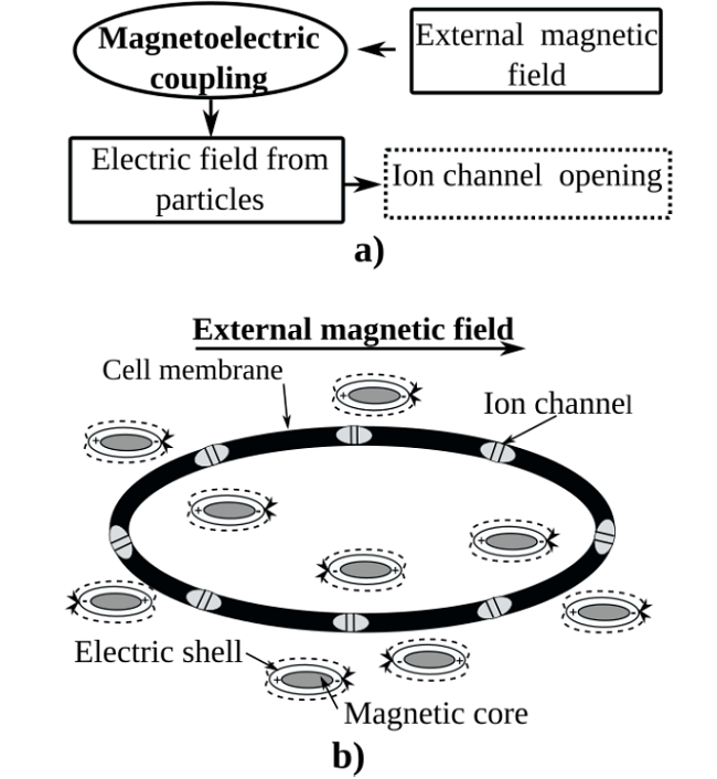 Mechanism of ion channel stimulation according to Kargol. a) The magnetic fields cause local electric fields due to the magnetoelectric coupling in multiferroic nanoparticles. b) Core/shell multiferroic nanoparticles generates the activation of ion channels.