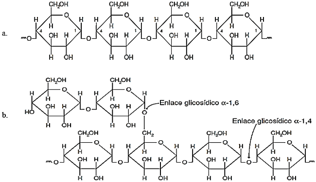 Structural segments of amylose (a) and amylopectin (b).
