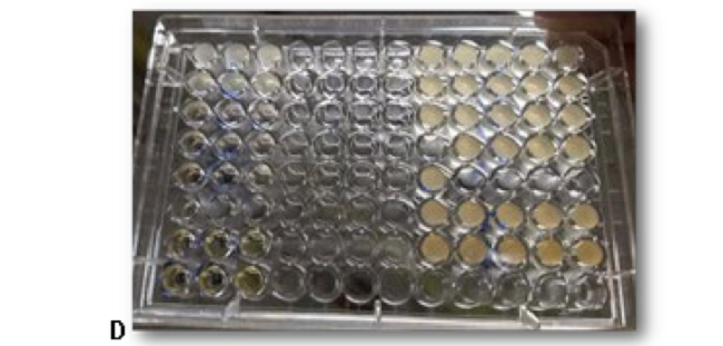 Growth of the Staphylococcus aureus strain. A) Hot extract; B) Extract with solvents; C) 80% extract contaminated with another microorganism; D) MIC test.
