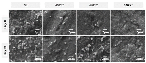Secondary electron micrographs of samples subjected to different nitriding temperatures: before immersion in artificial saliva and after 21 days of immersion.
