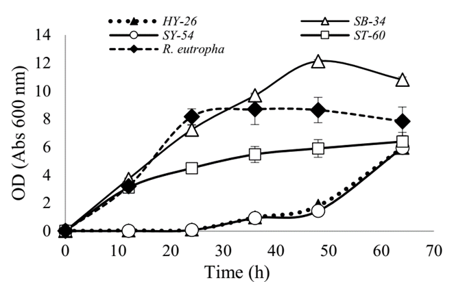 Growth curves of the microorganisms evaluated: HY-26, SB-34, SY-54, ST-60, and R. eutropha H16. Growth was evaluated in MMS supplemented with cassava flour hydrolyzate.