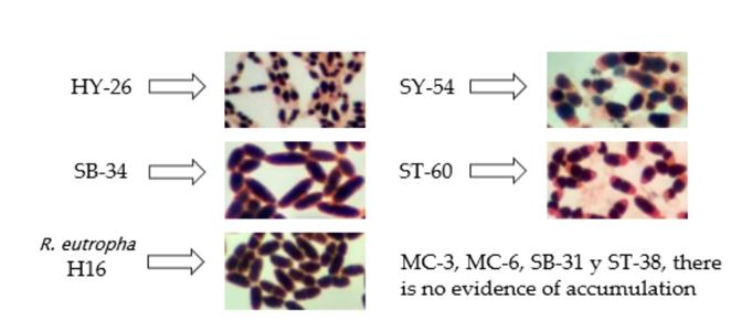 Presumptive accumulation of PHAs in the microorganisms evaluated: HY-26, SY-54, SB-34, ST-60, and R. eutropha H16. Lipophilic staining with Sudan B black was used. Images at 1000 X magnification.