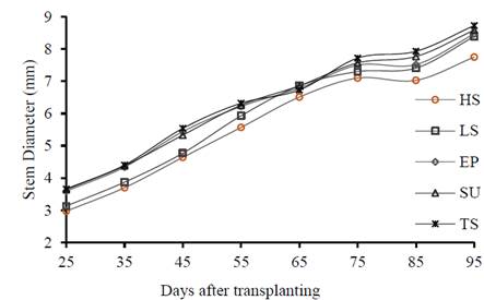 Stem diameter (SD) of capsicum R&uacute;bia as a function of the days after transplanting (DAT) and different irrigation strategies. HS - Hargreaves-Samani, LS - Weighing Lysimeter, EP - Pich&eacute; Evaporimeter, SU - Soil moisture Sensor and TS - Tensiometer.