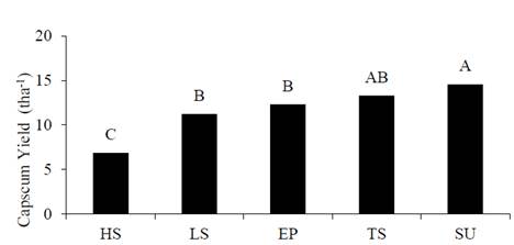 Capsicum yield (t ha-1) as a function of different irrigation strategies. HS - Hargreaves-Samani, LS - Weighing Lysimeter, EP - Pich&eacute; Evaporimeter, SU - Soil moisture Sensor and TS - Tensiometer