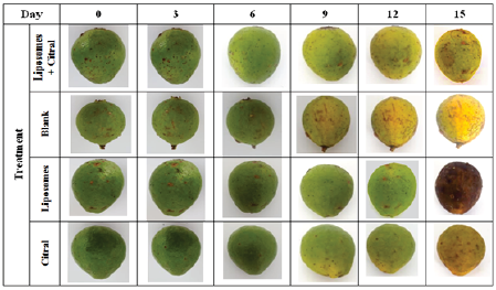 Changes in the color of the treated guava fruits during storage.