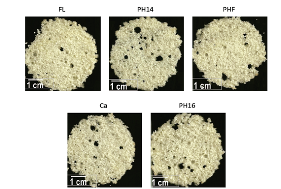 Scanned image of the different treatments