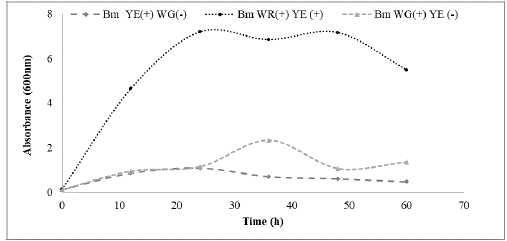 Growth curves of B. megaterium LVN01 strains in waste glycerol with and without yeast extract. Bm YE (+) WG (-): B. megaterium LVN01 culture in yeast extract without waste glycerol. Bm EL (+) WG (+): B. megaterium LVN01 culture in yeast extract with waste glycerol. Bm WG (+) YE (-): B. megaterium LVN01 culture in waste glycerol without yeast extract.