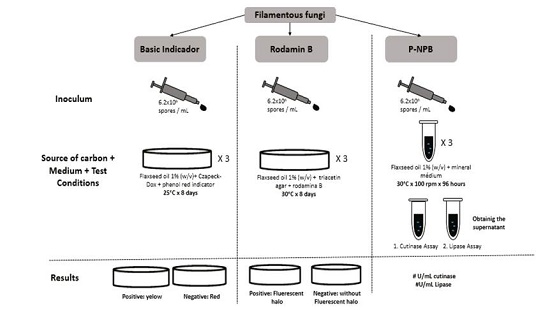 Selection process for microorganisms with cutinolytic activity.