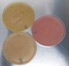 Phenol red method: pink plate corresponds to glucose assay and yellow plates corresponds to flaxseed oil assay.