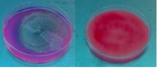 Rhodamine B Method: first plate fluorescent halo, second plate initial condition.