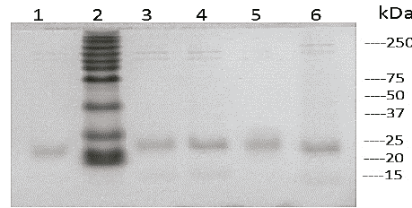 Electrophoresis SDS-PAGE. Line 1 H26, line 2 molecular marker, line 3 H5, line 4 H31, line 5 H7 and line 6 H2.