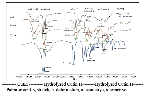 Hydrolysis of tomato cutin by FTIR.