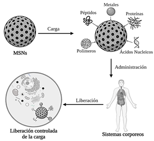 Liberaci&oacute;n controlada de carga de nanopart&iacute;culas de s&iacute;lice mesoporosas.