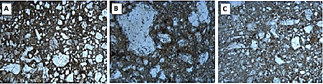 Zone 2 in the soil micromorphological sample. Control (A); STM (B) and SWM (C) after rainfall application at 48 h.