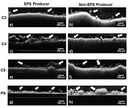 OCT images of the two S. aureus strains biofilm after 24h of incubation. ATCC 25923 left column a),c),e), and g) and 5298 right column b),d),f), and h) on CPCs (C3 first row; C4 second row; C5 third row) and on PS control (fourth row). Scale bar of 50 &micro;m.
