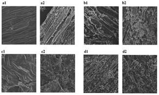 Scanning electron microscopy of lignocellulosic materials (a. Kikuyo grass, b. Sugarcane bagasse, c. Coffee pulp waste, and d. Fiber of African oil palm) without pretreatment (1) and pretreated with calcium hydroxide (2).