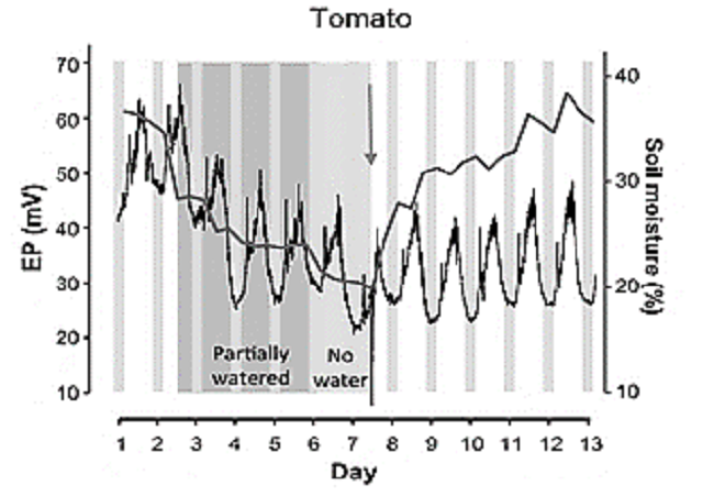 Changes of electrical potential resulting from irrigating. a) Experiment with tomato plant reported in 2019.
