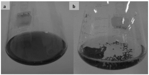 TB removal by Leptosphaerulina sp. (a) TB without biological treatment, at day 0, and (b) TB treated with Leptosphaerulina sp., at 8 days.