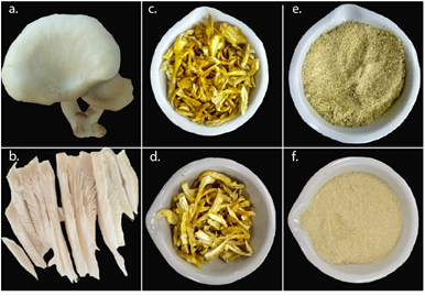 Fresh Pleurotus sp. mushroom (a), fresh mushroom slices (b), mushroom dried at 50°C (c), mushroom dried at 60°C (d), mushroom flour dried at 50°C (e), and mushroom flour dried at 60°C (f).