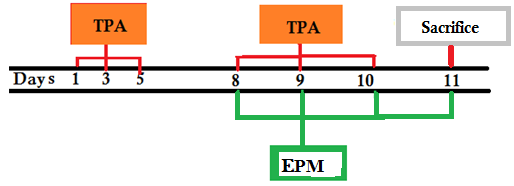 Experimental design of the
sub-chronic model of skin inflammation induced by topical multiapplication of
TPA and the application of the ethanolic
extract of Paeonia mascula (EPM).