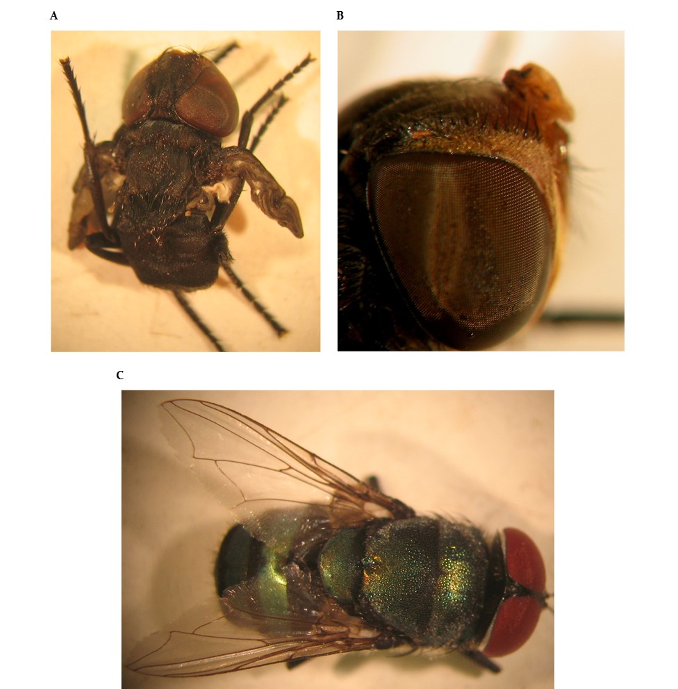 Morphological alterations of Chrysomya putoria (Diptera: Calliphoridae) adults topically treated with 5 and 10% concentrations of essential oil extracted from Ocimum sanctum var. cubensis Gomes.