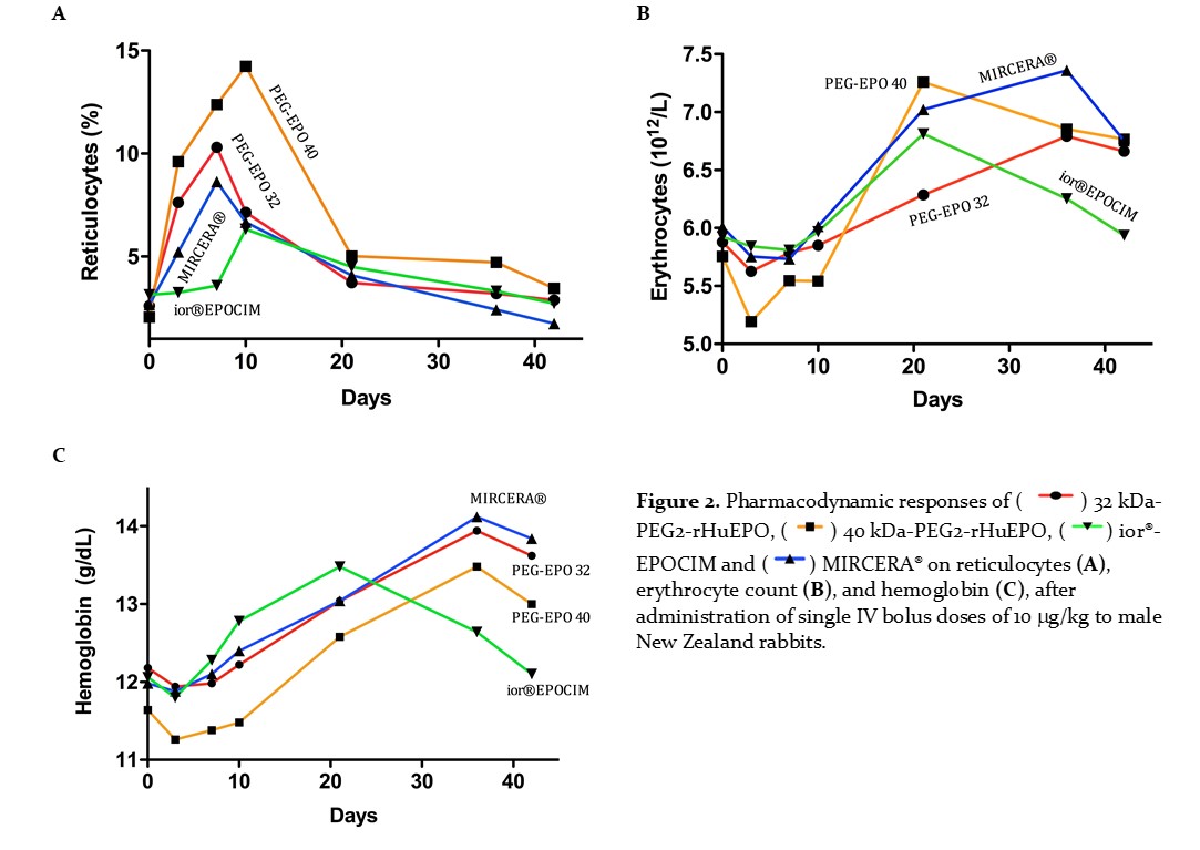 Pharmacodynamic responses of 32 kDa-PEG2-rHuEPO, 40 kDa-PEG2-rHuEPO, ior�-EPOCIM and MIRCERA� on reticulocytes (A), erythrocyte count (B), and hemoglobin (C), after administration of single IV bolus doses of 10 mg/kg to male New Zealand rabbits.