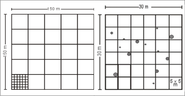 La parcela de 2.25 ha dividida en 25
cuadros de 30 x 30 m y en 900 cuadros de 5 x 5 m cada uno, respectivamente.