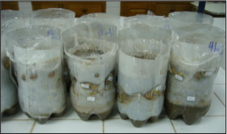  Vista general del ensayo.